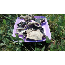 Chinese Dried White Back Black Fungus Cut Price